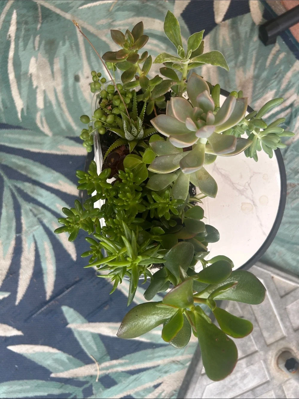 Succulent Mixed Planter - Green